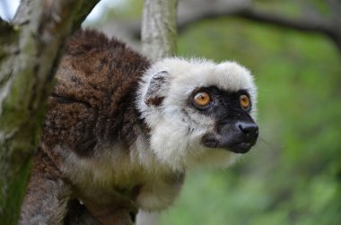Kel lemur içinde hayvanat bahçesi prag