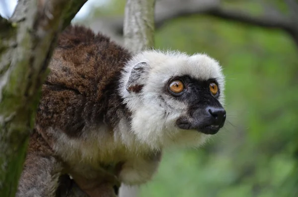 동물원 프라하에서 대머리 여우 원숭이 — 스톡 사진