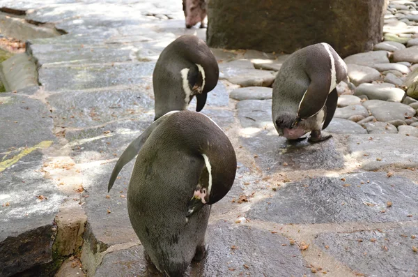 Pinguim animal selvagem no ZOO Prag — Fotografia de Stock