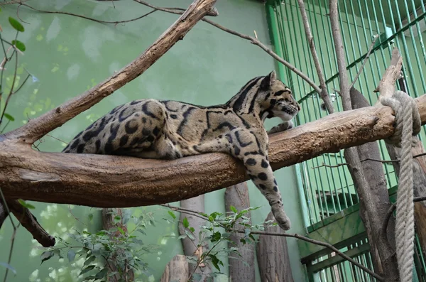 Облачный леопард в зоопарке Праг — стоковое фото