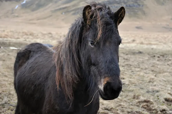 Islandský kůň silný otužilé zvíře — Stock fotografie