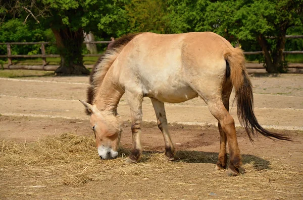 Kůň Převalského — Stock fotografie