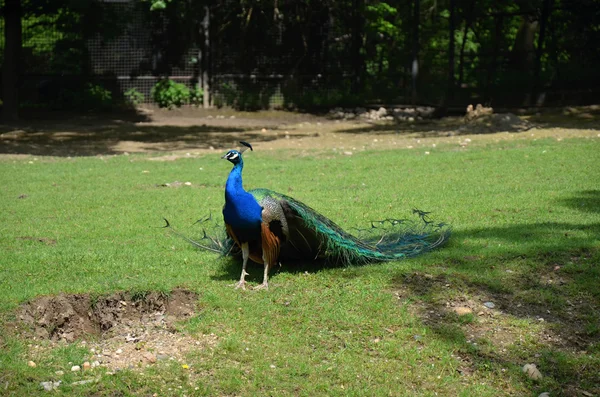 Påfågel i Prags zoo — Stockfoto