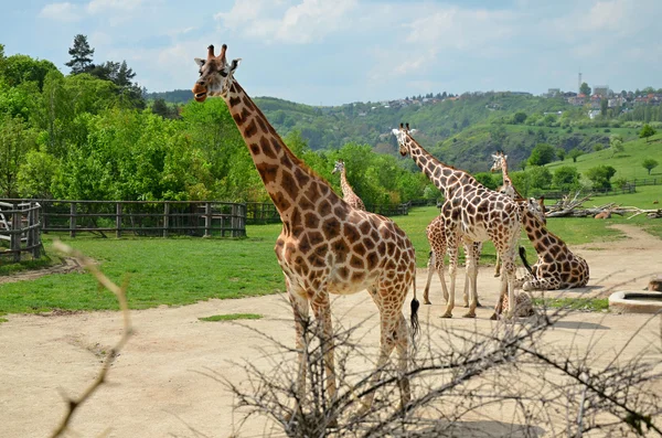 Rothschild giraffe — Stock Photo, Image