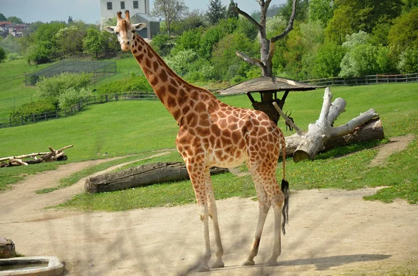Rothschild giraffe — Stock Photo, Image