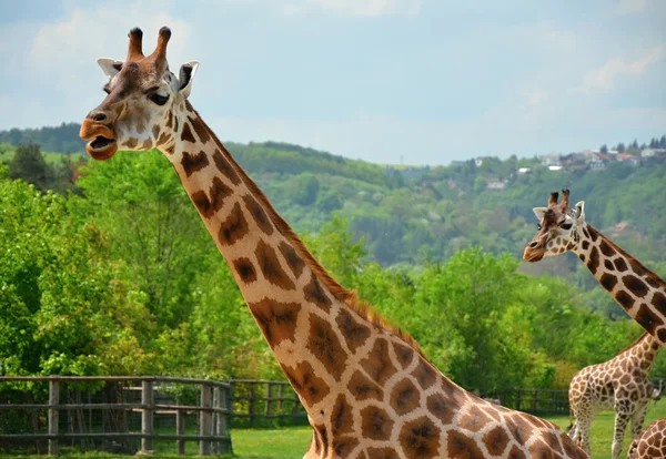 Rothschild giraffe — Stock Photo, Image