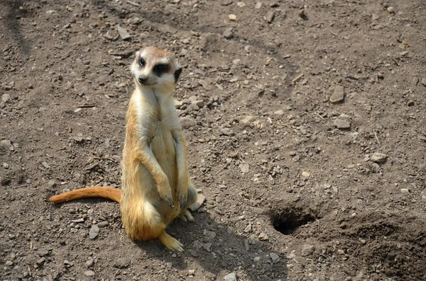 Meerkat в зоопарку — стокове фото