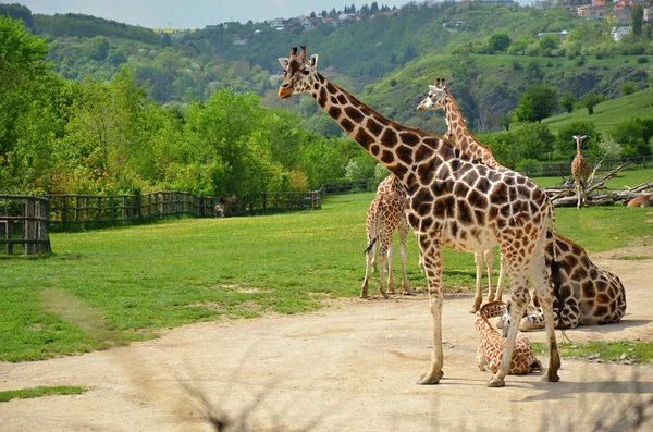 Giraffe im Zoo Prag — Stockfoto