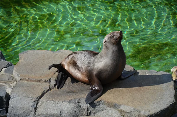 Seelöwen im Zoo Prag — Stockfoto