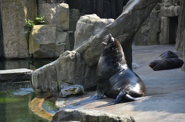 Sea lions in the ZOO Prague — Stock Photo, Image