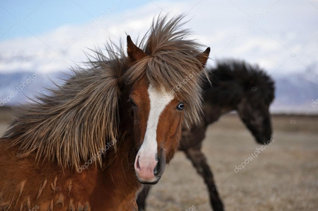 アイスランドの馬の強い丈夫な動物 ストック写真 C Babetka