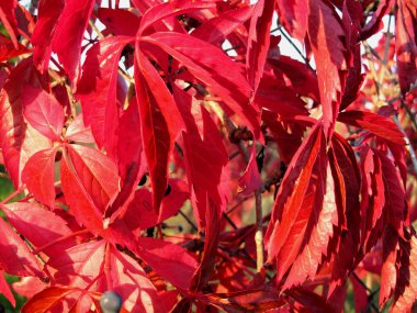 Woodbine five-bladed vines