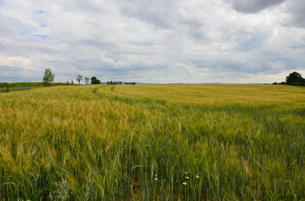 Barley grain agricultural crop — Stock Photo, Image