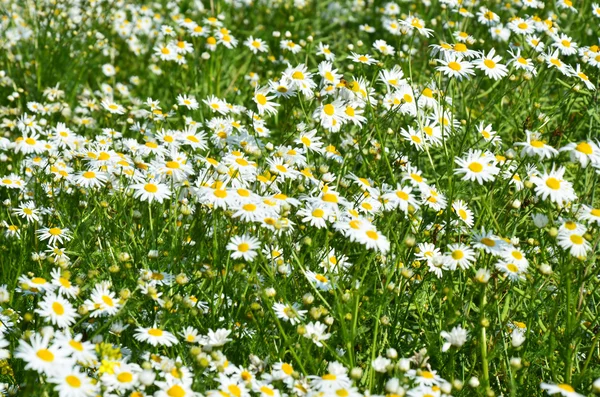 Camomila romana herbácea — Fotografia de Stock