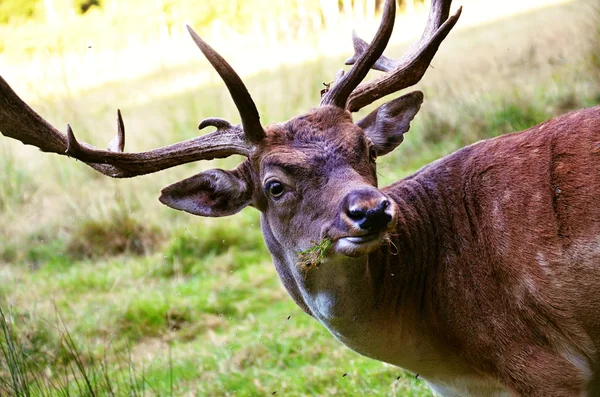 The European fallow deer detail of head — Stock Photo, Image