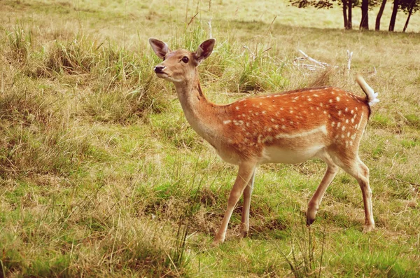 The European fallow deer female detail — Stock Photo, Image