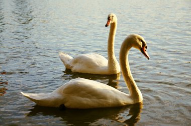 beyaz sessiz Kuğu Gölü uçan