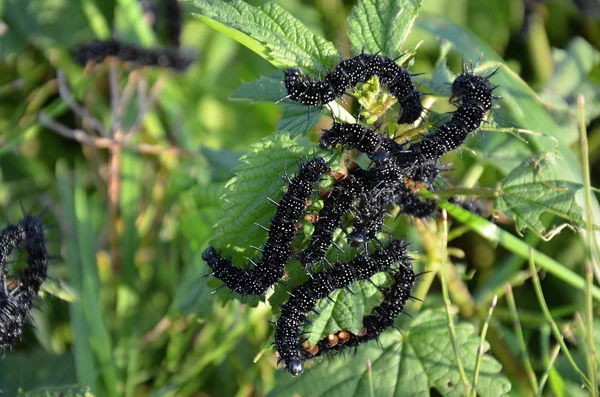 Black caterpillar Small Tortoiseshell butterfly — Stock Photo, Image