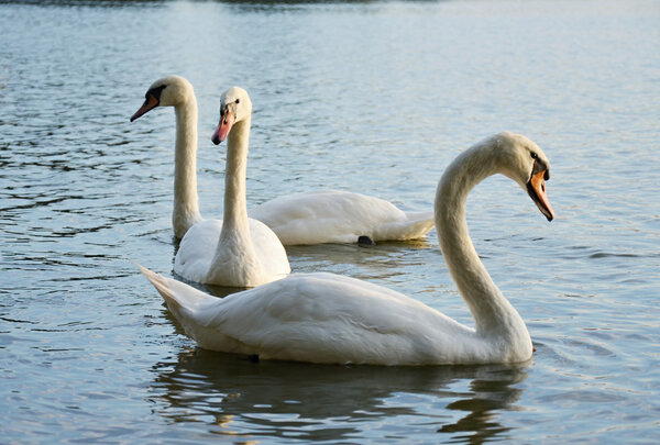 White mute swan flying across the lake