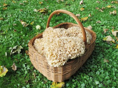 Edible Mushroom in the basket clipart