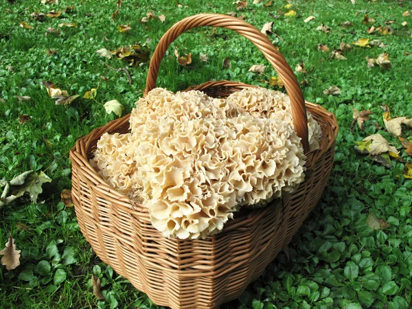 Edible Mushroom in the basket — Stock Photo, Image