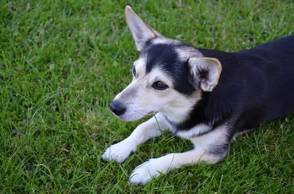 Ein kleiner Hund liegt auf dem Gras — Stockfoto