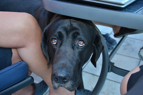 Cão preto animal de estimação doméstico — Fotografia de Stock