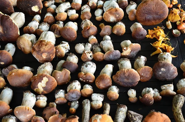 Edible mushrooms stored on the wooden table — Stock Photo, Image