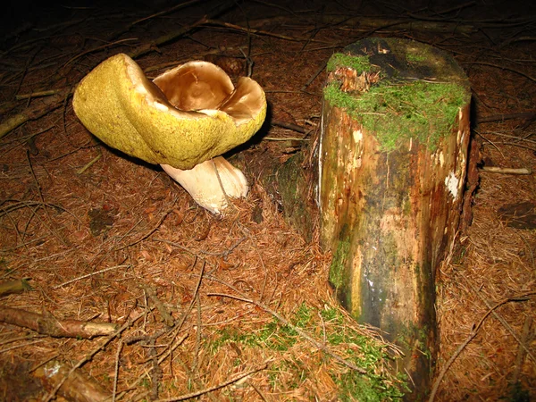 Edible mushroom in the forest — Stock Photo, Image