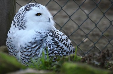 kar baykuşu bubo scandiacus bir mini Hayvanat Bahçesi