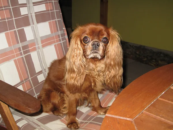 Cavalier King Charles Spaniel pet on the chair — Stock Photo, Image