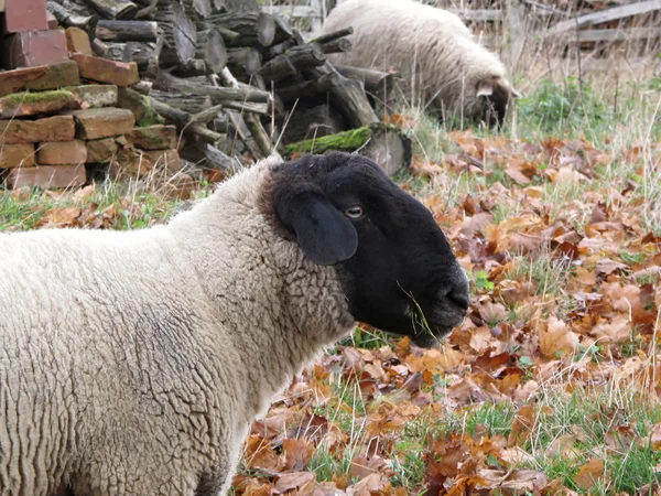 Race anglaise de moutons suffolk moutons — Photo