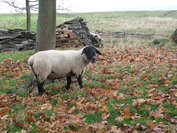 Race anglaise de moutons suffolk moutons — Photo