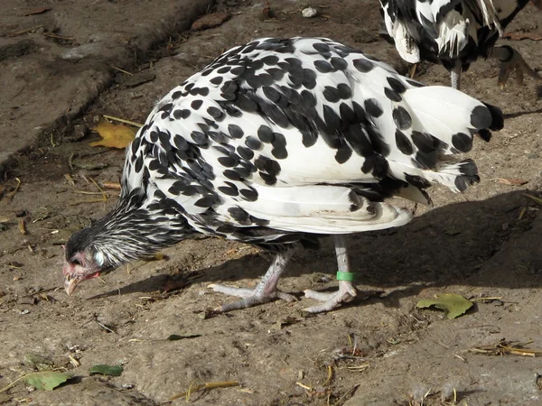 Poule Hambourg poulet dans la ferme — Photo
