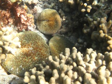 sabit deniz mercan deniz yaşamı içinde Hint Okyanusu maledives
