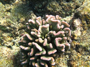 sabit deniz mercan deniz yaşamı içinde Hint Okyanusu maledives