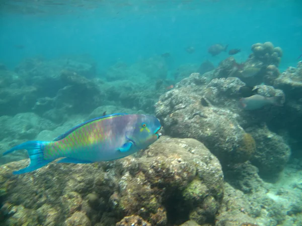 La vie marine dans l'océan Indien — Photo