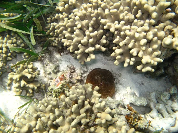 Corales marinos duros vida marina en el océano Índico Maledivas — Foto de Stock