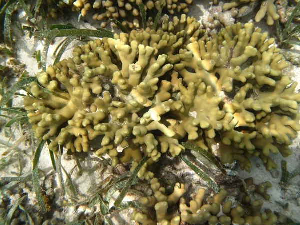 Coraux de mer durs vie marine dans l'océan Indien Maledives — Photo