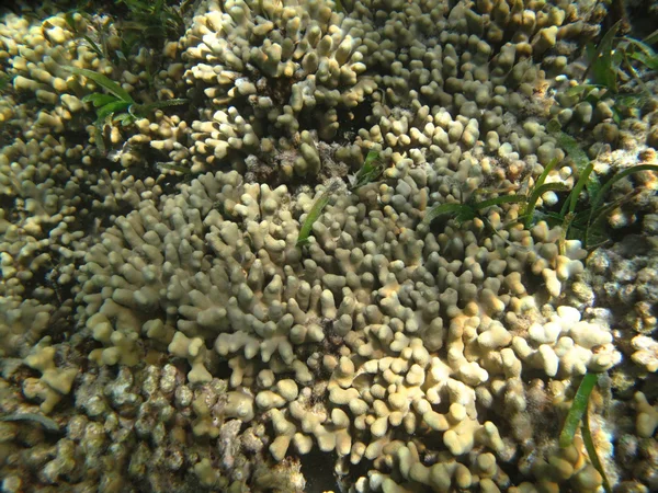 Coraux de mer durs vie marine dans l'océan Indien Maledives — Photo