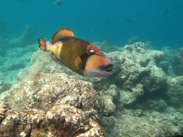 Vida marinha em peixes da cor do oceano indiano — Fotografia de Stock