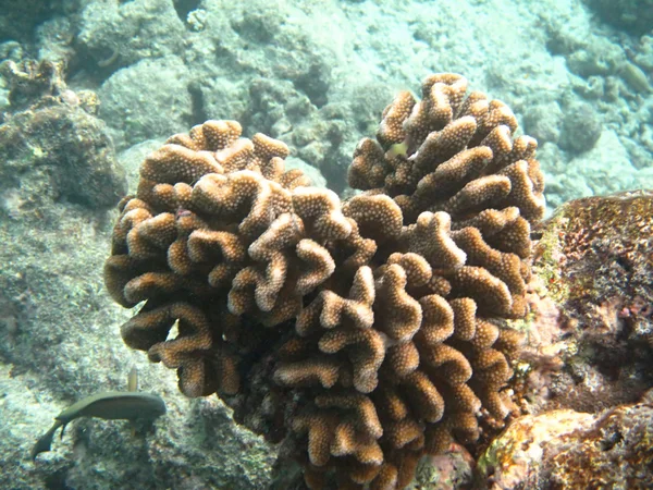Steinkorallen Meereslebewesen auf den Malediven im Indischen Ozean — Stockfoto