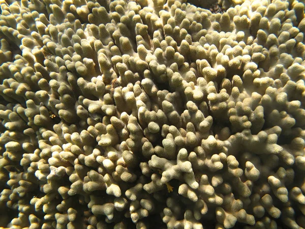 Жесткие морские кораллы в Индийском океане — стоковое фото