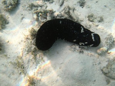 Hint Okyanusu'nda deniz salatalık deniz hayvanı