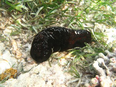 Black  sea cucumber marine animal in Indian ocean clipart