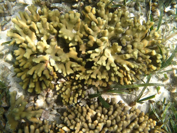 Hard sea corals marine life in Indian ocean Maledives — Stock Photo, Image