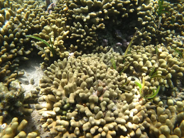 Coraux de mer durs vie marine dans l'océan Indien Maledives — Photo