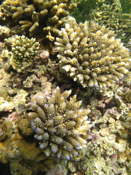 Hard sea corals marine life in Indian ocean Maledives — Stock Photo, Image