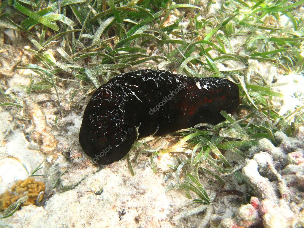 Black  sea cucumber marine animal in Indian ocean