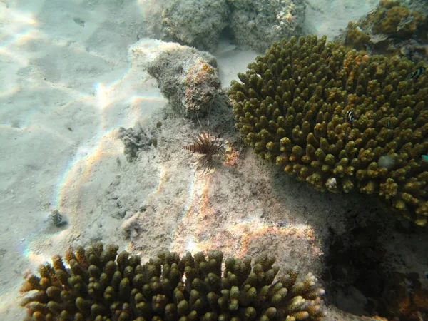 Mořský život s Lev ryby a tvrdé mořské korály — Stock fotografie